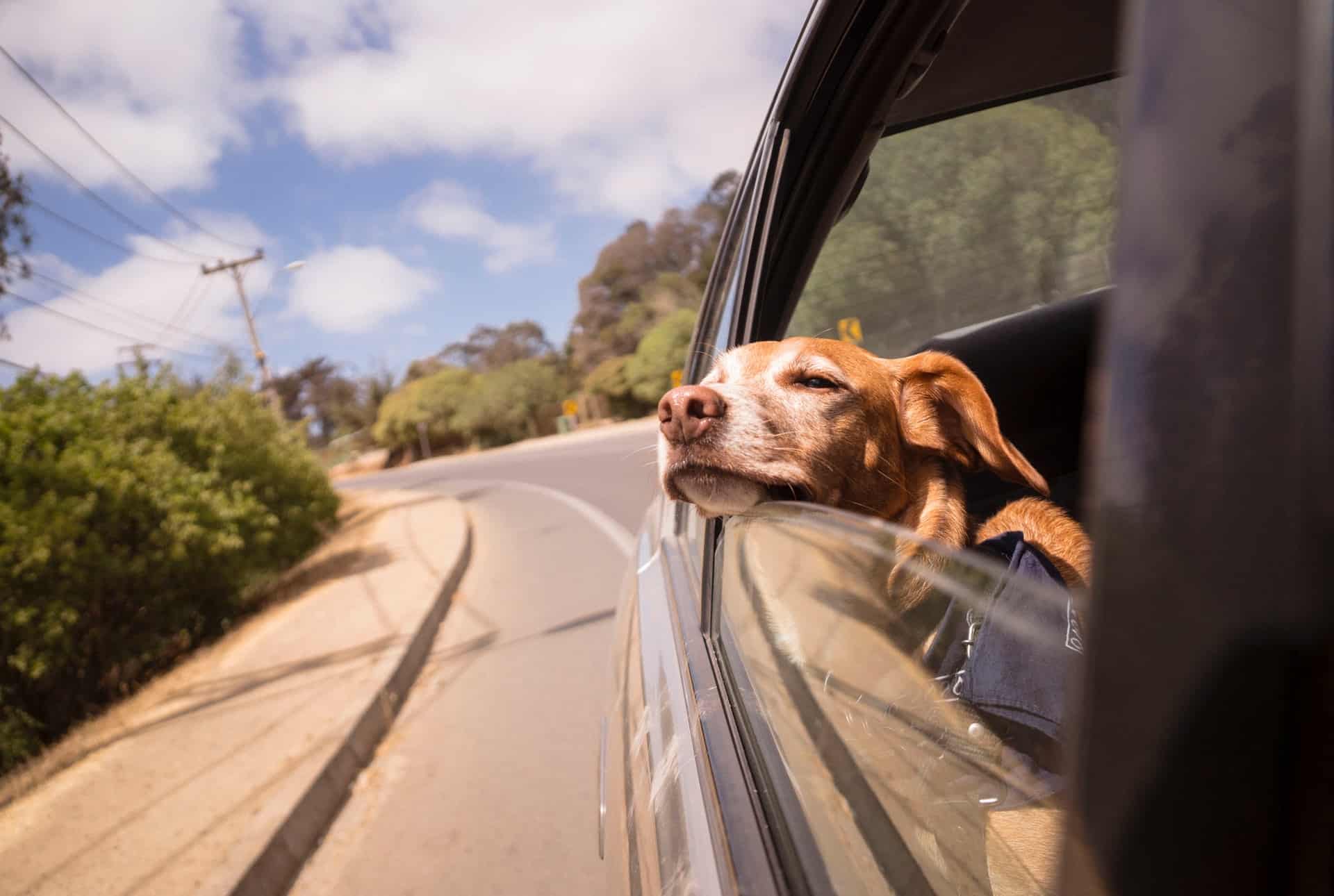 Traveling with your dog – what to take with you on a trip or vacation?