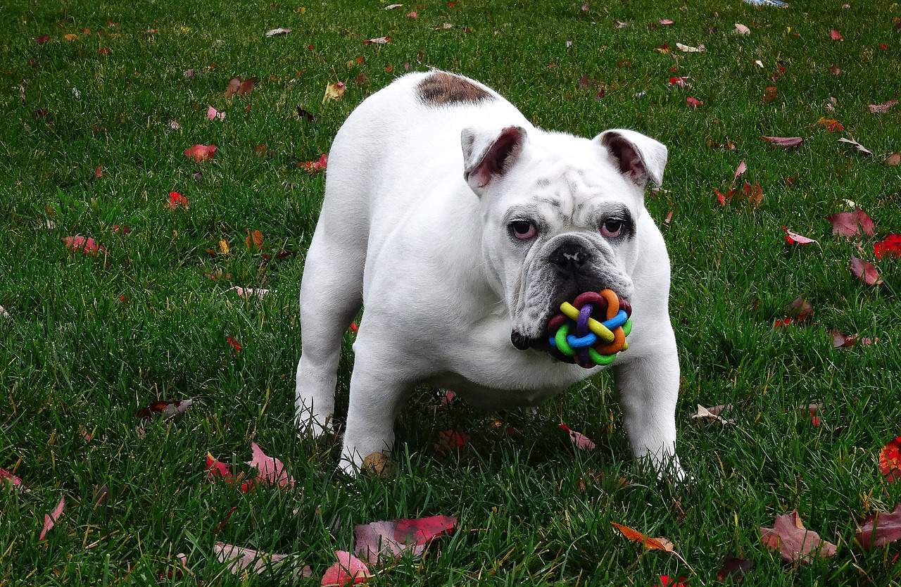The Best Toys for English Bulldog Puppies