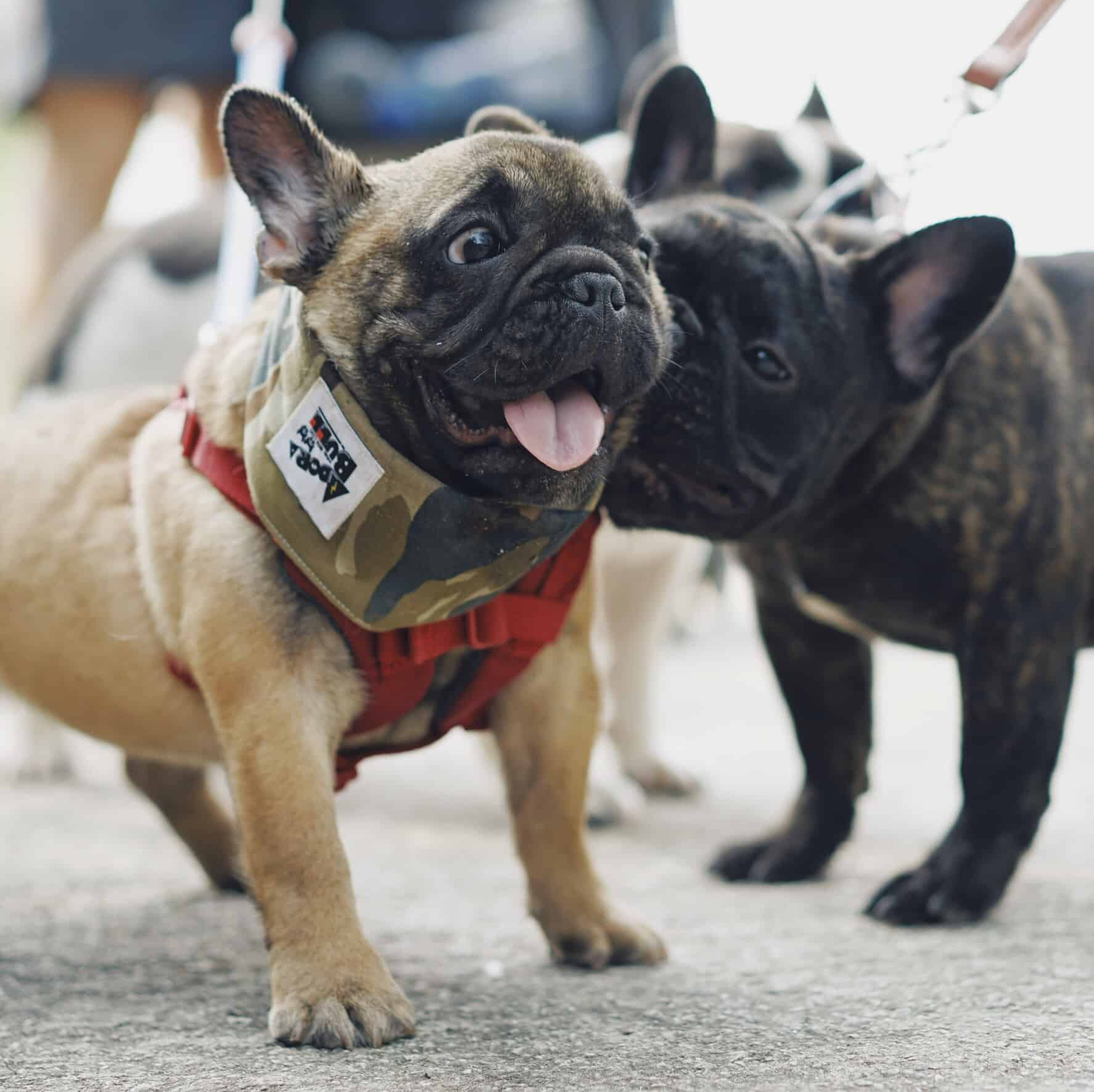 What You Should Know Before Adopting a French Bulldog